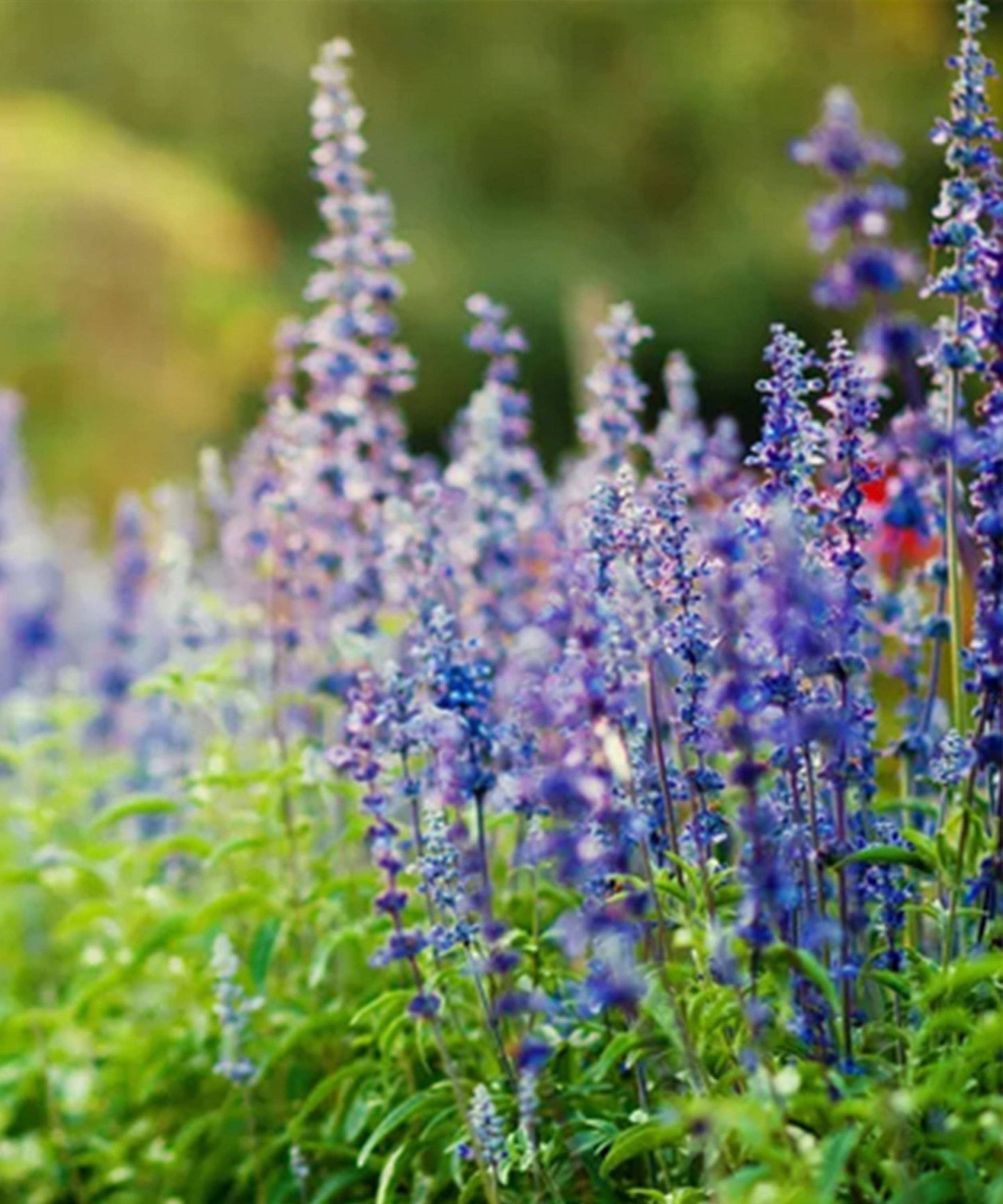 Herboo - Salvia Farinacea 'Victoria Blue' Seeds