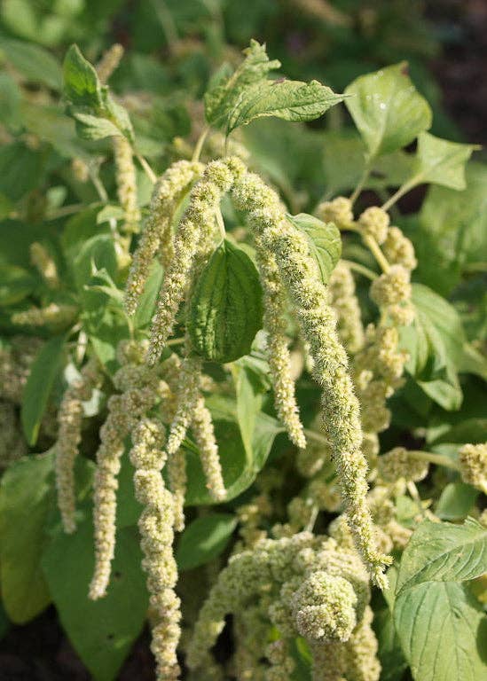 Herboo - Amaranthus 'Caudatus Green' Seeds