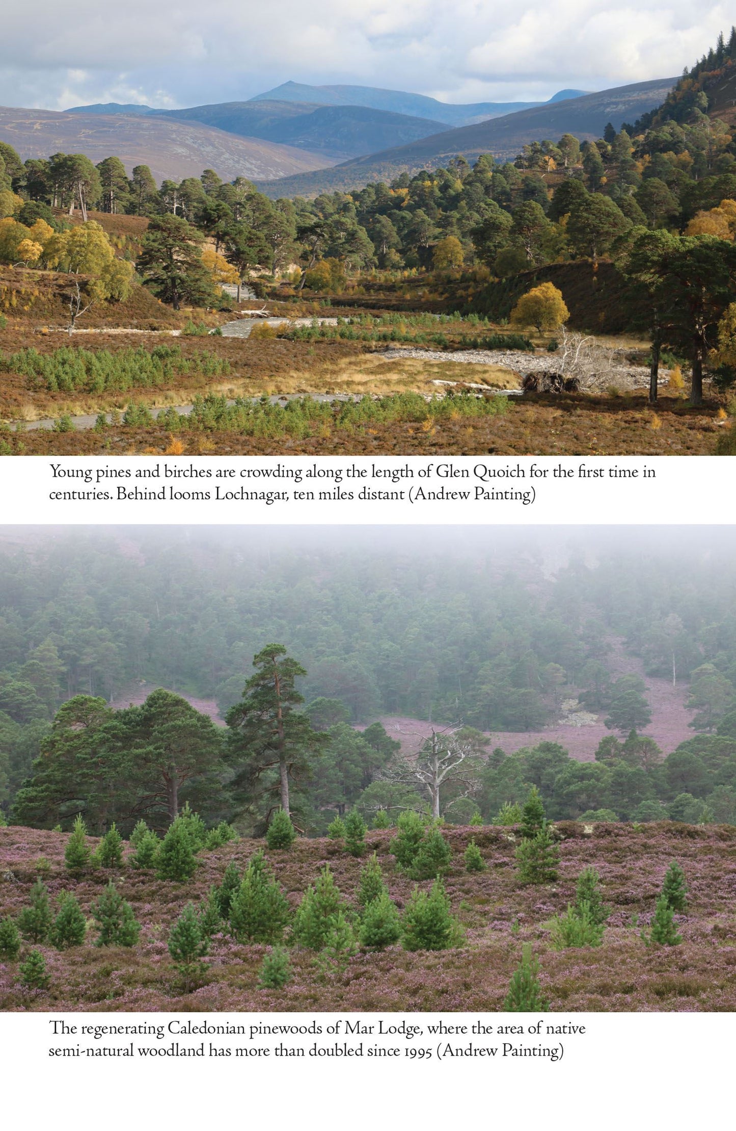 Regeneration: Rescue of a Wild Land