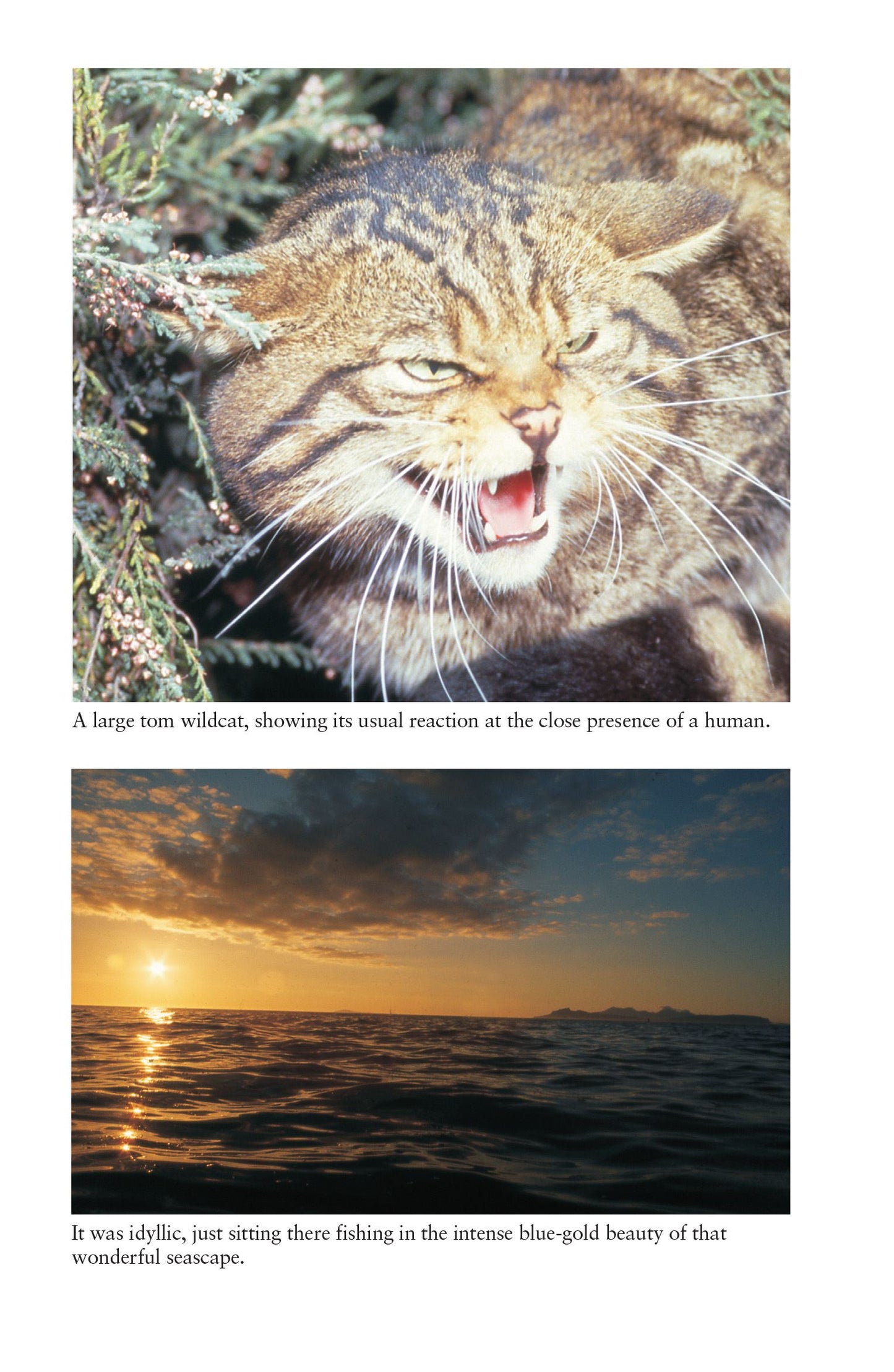 BETWEEN EARTH AND PARADISE: AN ISLAND LIFE