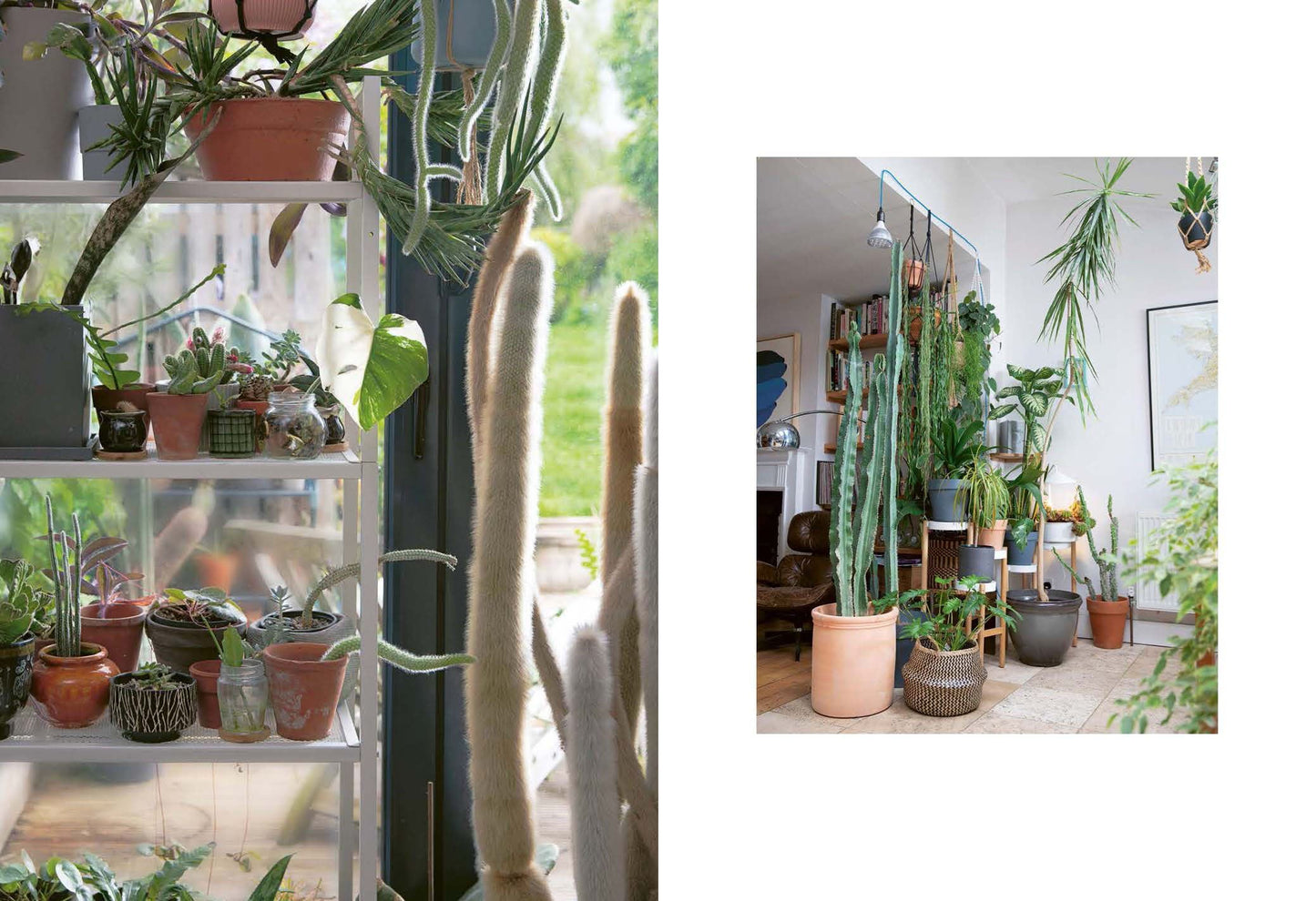 The Plant Rescuer (HB)