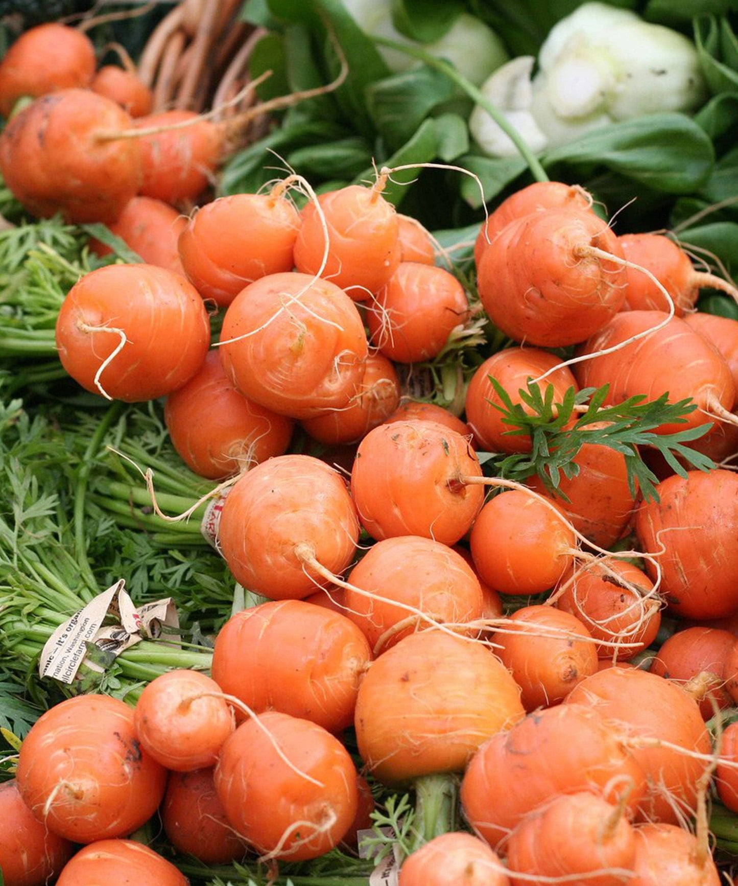 Herboo - Carrot 'Paris Market Atlas' Seeds