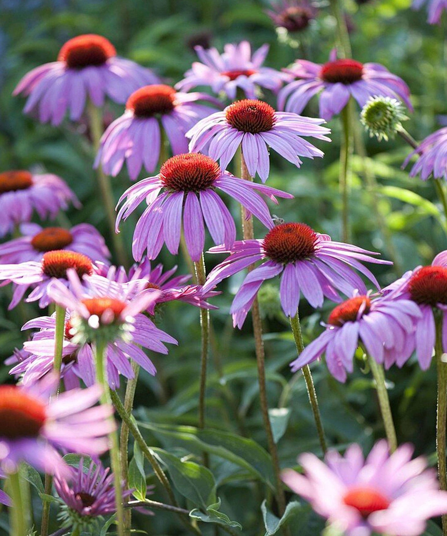 Herboo - Echinacea 'Magnus' seeds