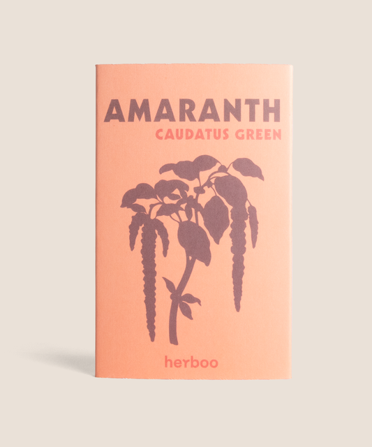 Herboo - Amaranthus 'Caudatus Green' Seeds