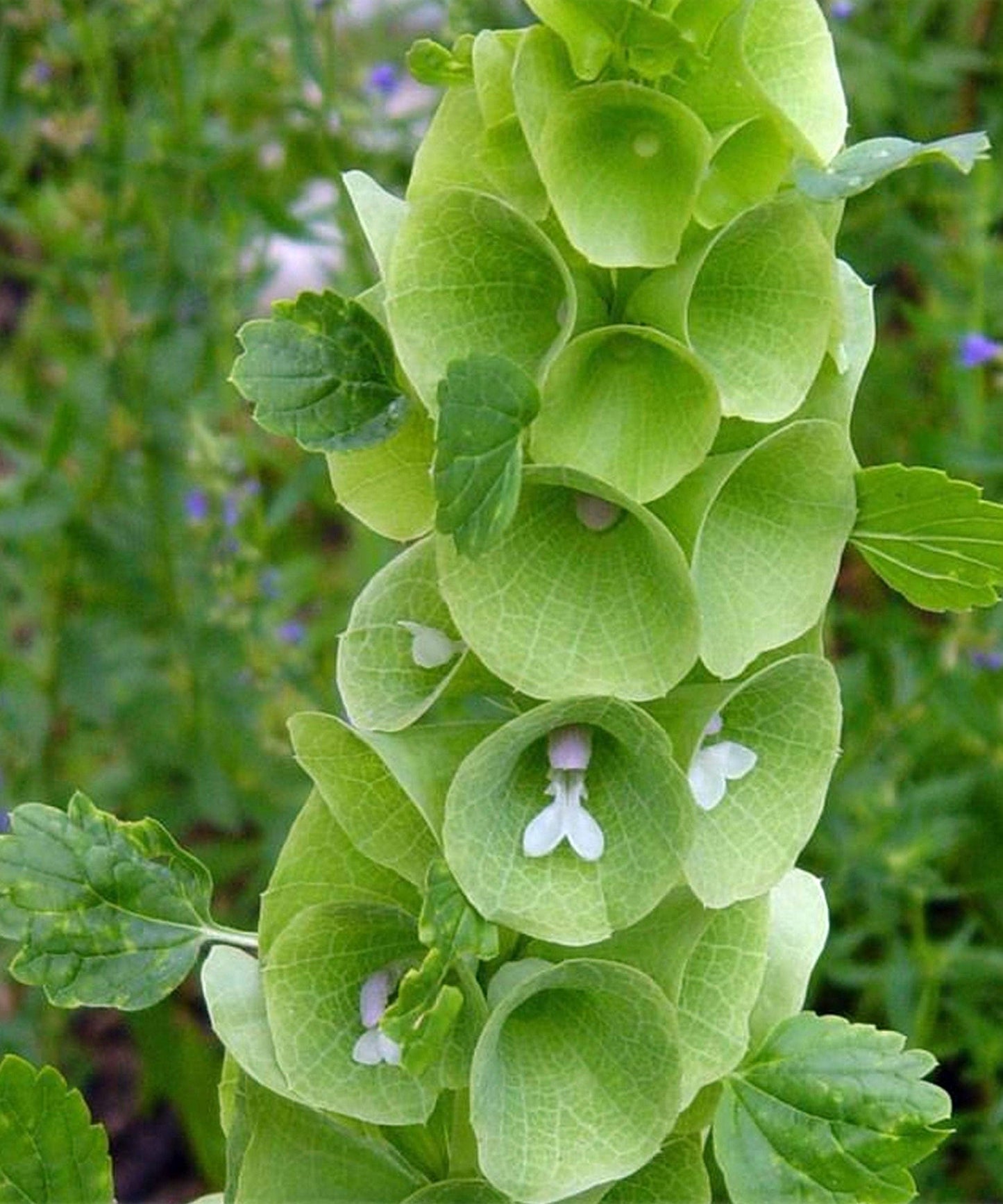 Herboo - Bells of Ireland Seeds