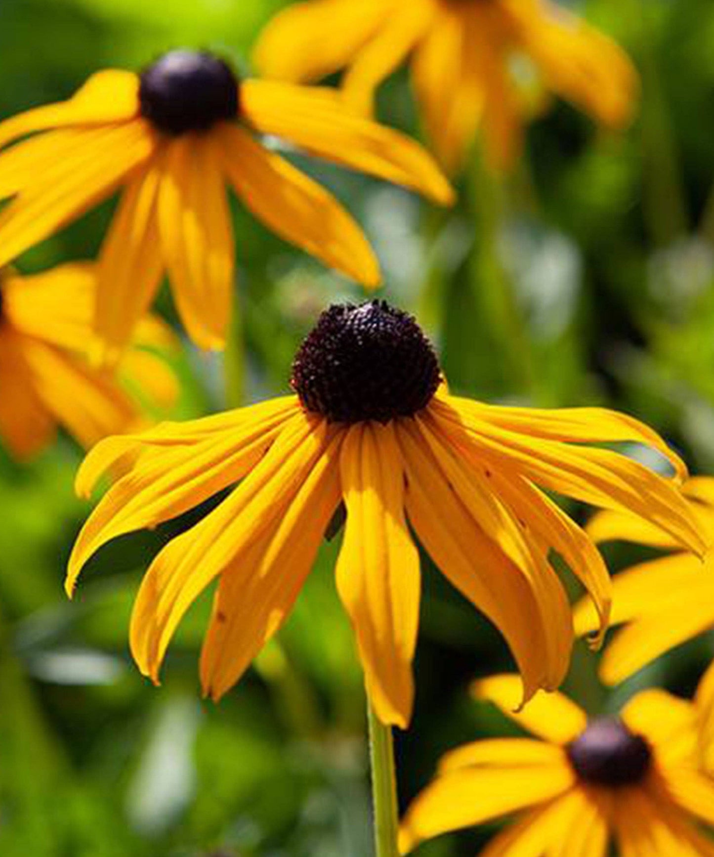 Herboo - Rudbeckia 'Goldsturm' Seeds