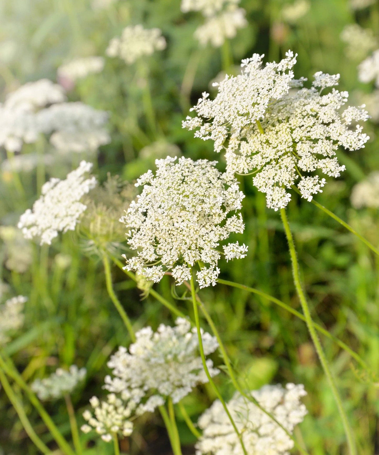 Herboo - Ammi Majus Seeds