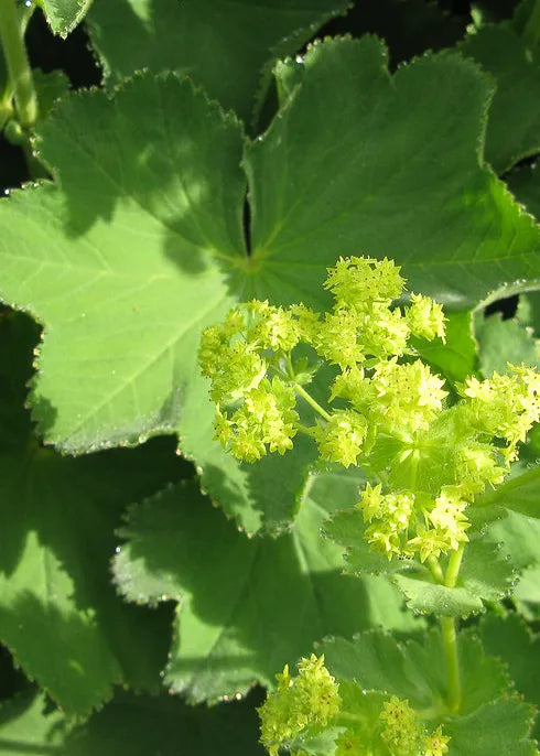 Alchemilla Mollis seeds