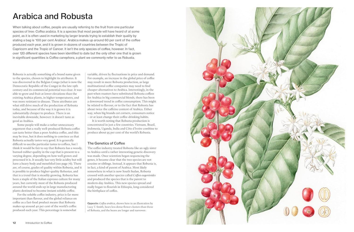WORLD ATLAS OF COFFEE (3RD ED) (HB)