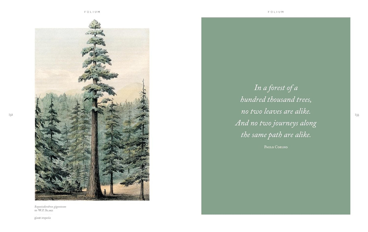 Folium: A gorgeous compendium of beautiful leaves from botanical art