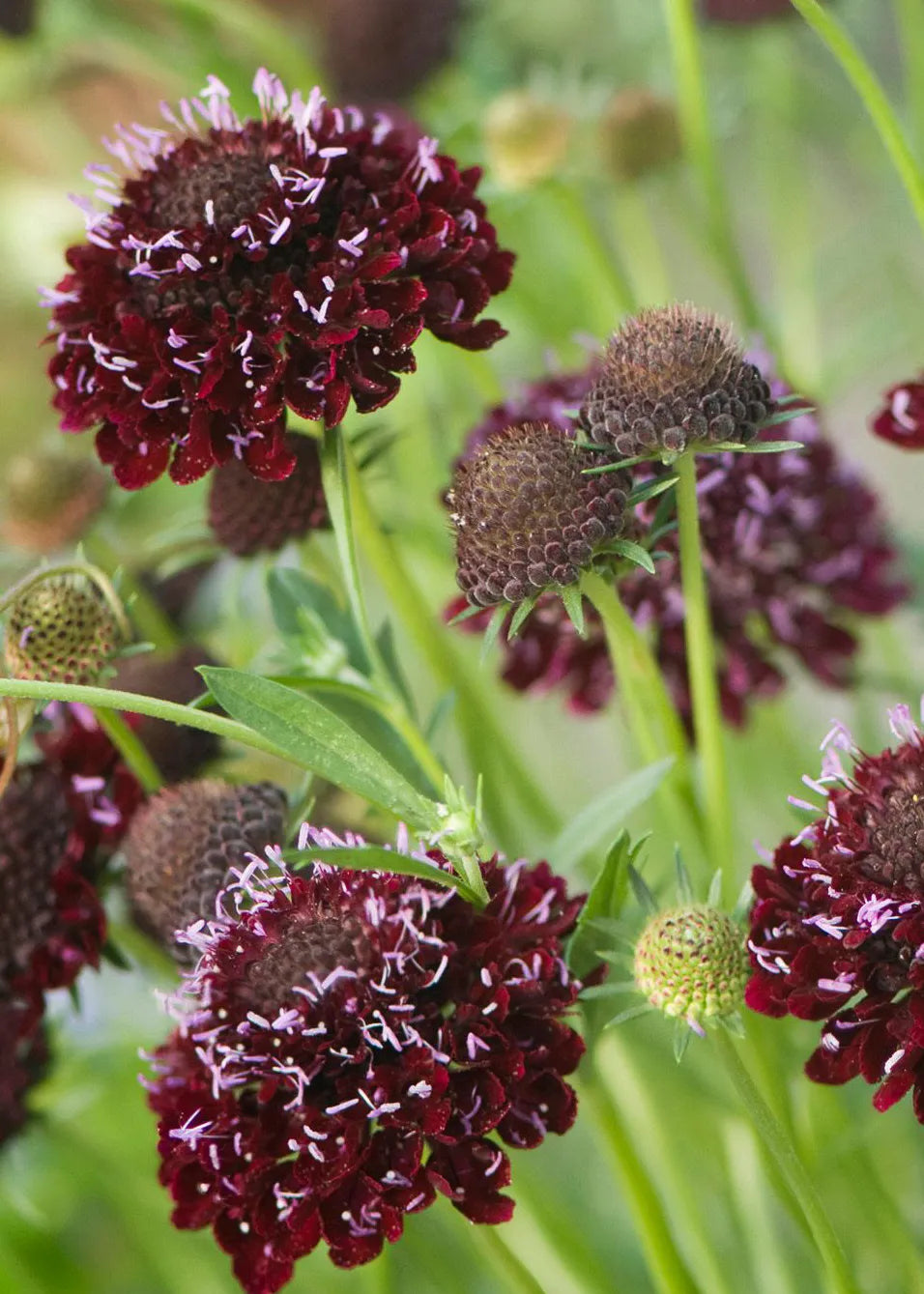 Scabious 'Black Knight' seeds