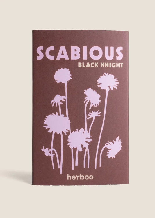 Scabious 'Black Knight' seeds