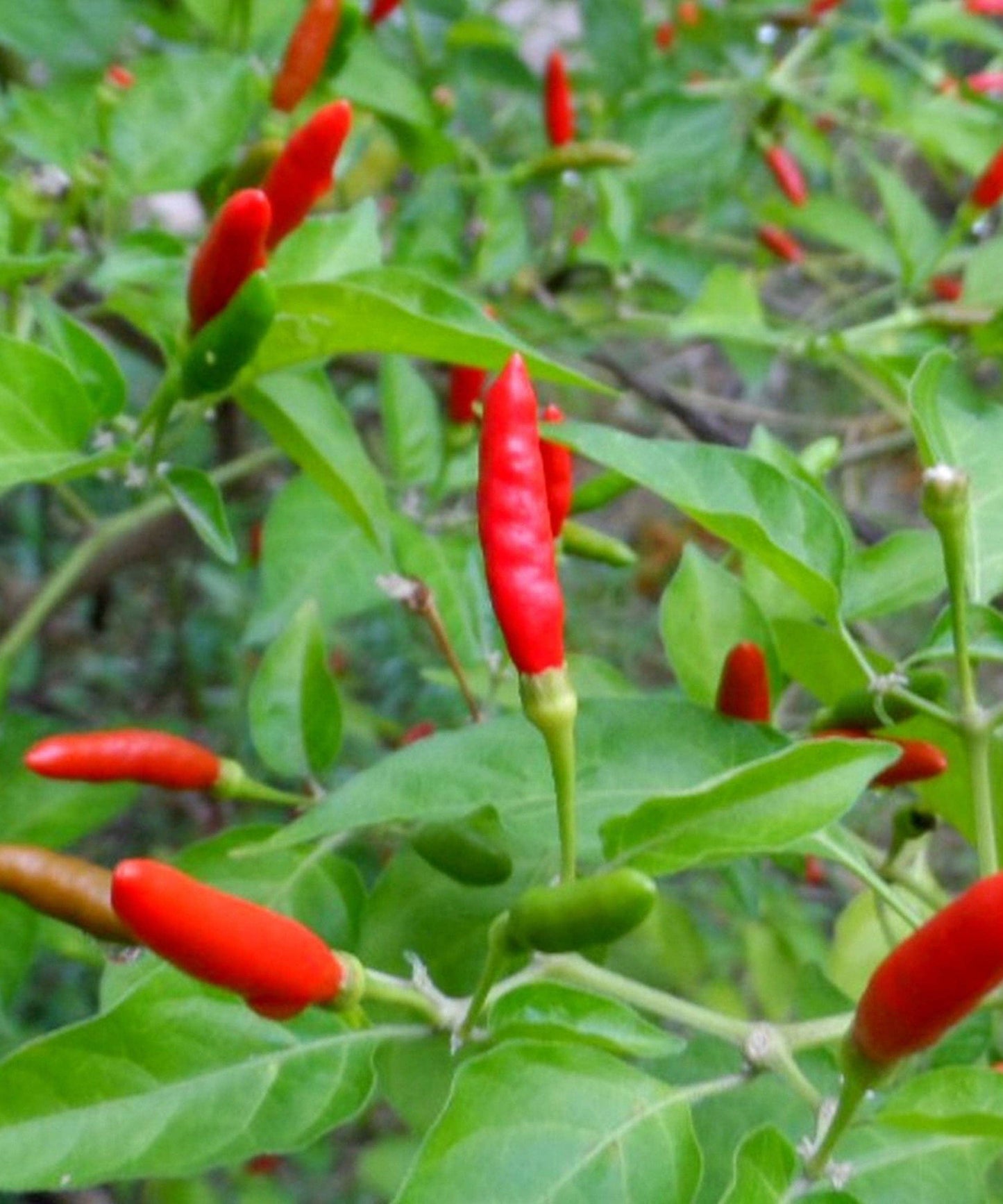 Herboo - Chilli 'Thai Hot' Seeds