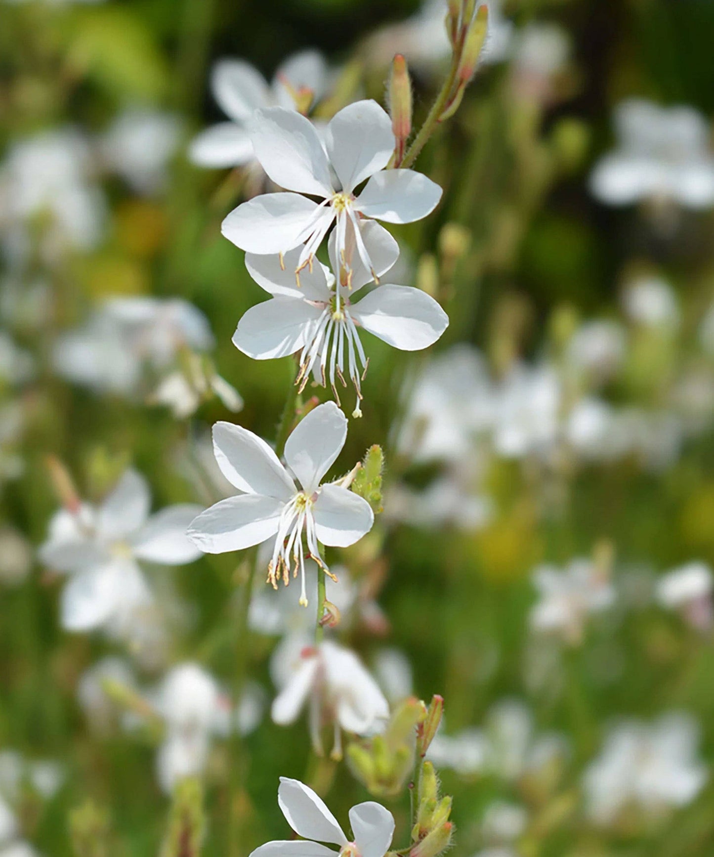 Herboo - Gaura Seeds