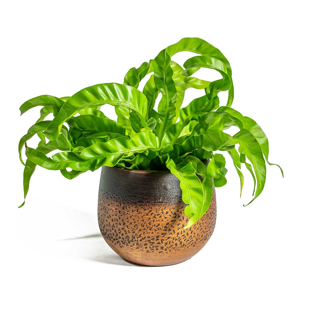 Asplenium Hurricane - Twisted Bird's Nest Fern