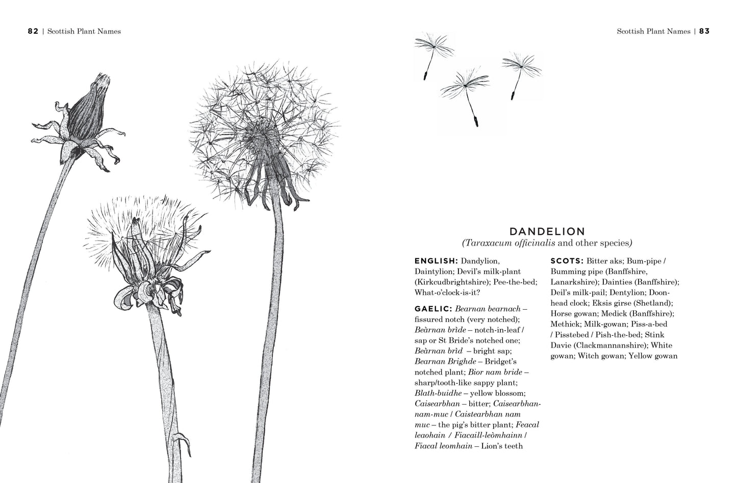 Scottish Plant Names - An A to Z