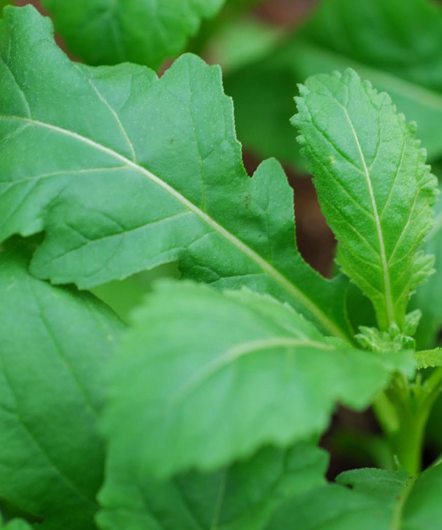 Herboo - Rocket Wild Wasabi Seeds
