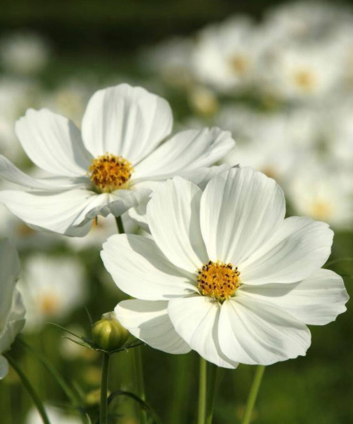Cosmos 'Purity White' Seeds