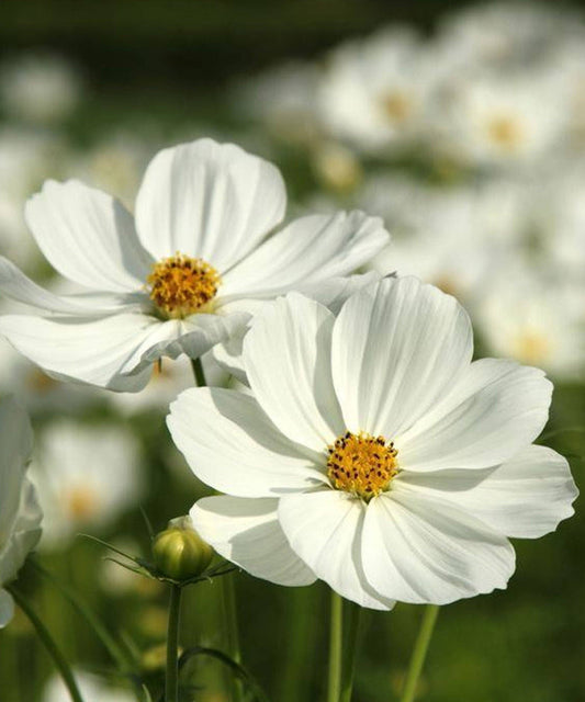 Herboo - Cosmos 'Purity White' Seeds