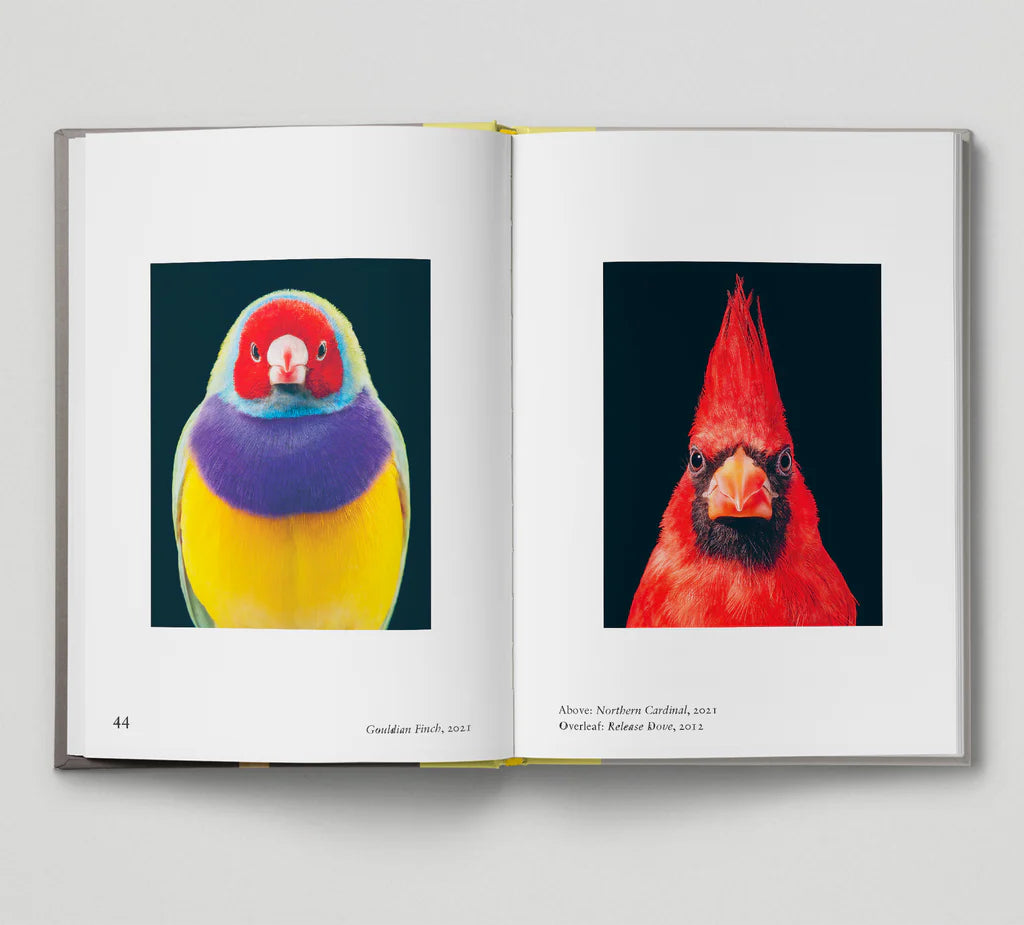 New Photography of the Bird