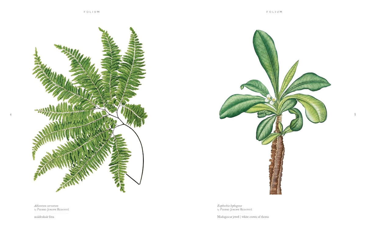 Folium: A gorgeous compendium of beautiful leaves from botanical art