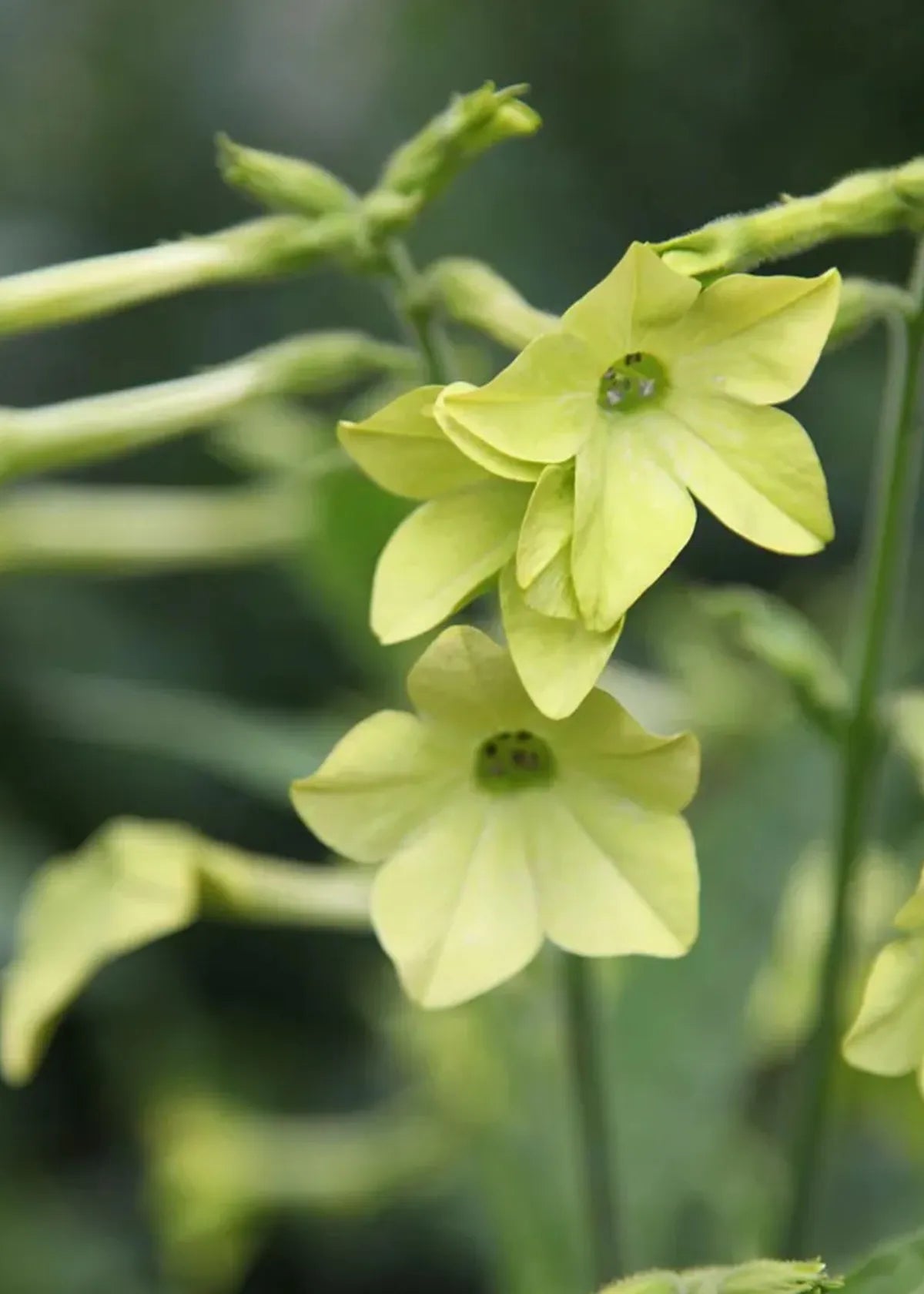 Nicotania lime green seeds