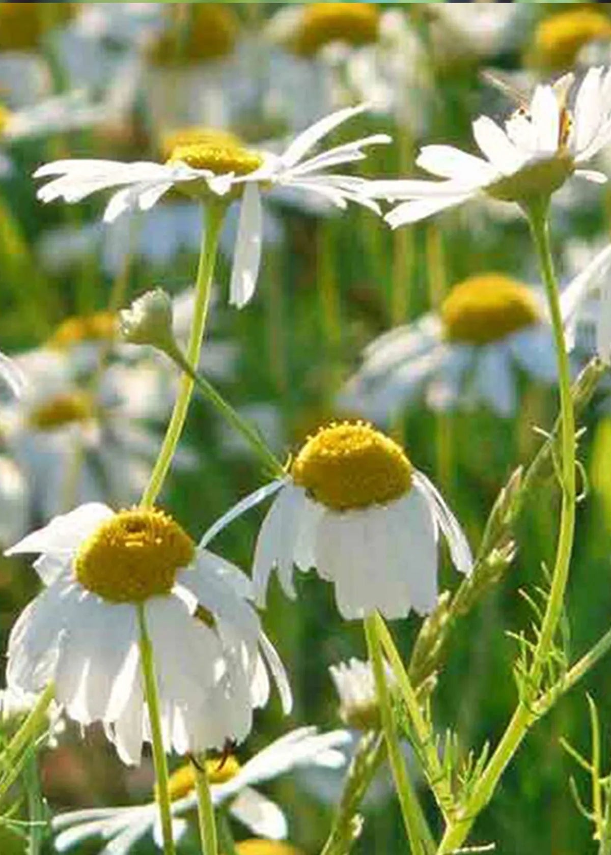 Roman Chamomile seeds